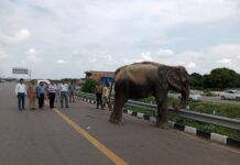 Vehicles stopped after seeing Anarkali at Lucknow Agra Expressway elephant on road radiant awadh lucknow news